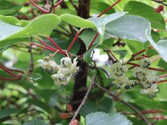 利尻・礼文島の花めぐりの旅Ⅸ（６日目）利尻島　沓形観光～帰宅編