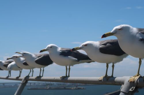 2か月ぶりの蕪島☆陸奥湊で朝ごはんを食べてウミネコに会いに行ってき