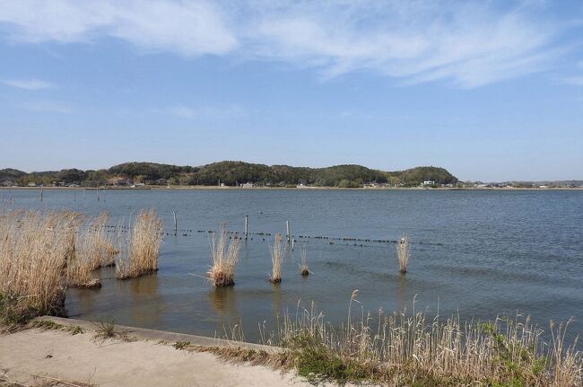 　行方市吉川の北浦湖畔でバードウォッチングを楽しみました。<br />