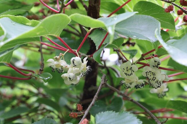 利尻・礼文島の花めぐりの旅Ⅸ（６日目）利尻島　沓形観光～帰宅編