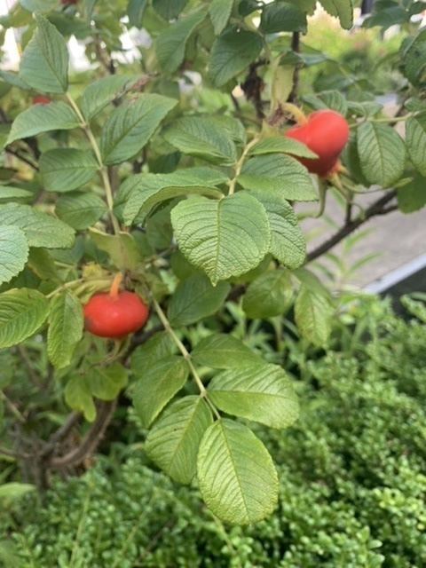 通勤途中の道路わきの生垣は、あじさいや花が多いが、通町には、ハマナスが植えられていて、丁度　実がなっているところだった。