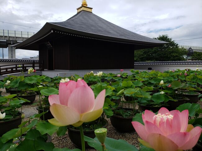 毎年、蓮の時期におまいりさせていただく喜光寺に行ってきました。<br />西大寺近辺の蓮の綺麗な４ケ寺（喜光寺・西大寺・薬師寺・唐招提寺）共通の券を購入しました。<br />別料金ですが、ロータスロード限定の御朱印もいただけます。<br />