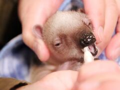 12月の伊豆の動物園３園再訪２泊２日半（４）伊豆シャボテン動物公園：生誕１ヶ月未満のミナミコアリクイの赤ちゃんアンちゃんの授乳タイム！ほか