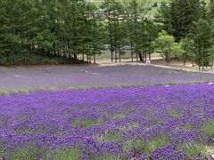 湯元湧駒荘　ラビスタ大雪山　新千歳エアターミナルホテル　ファーム富田　旭岳　白ひげの滝！①