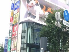 新宿駅東口の巨大三毛猫を見に行く！（の話より長い、その前半月くらいの日記）