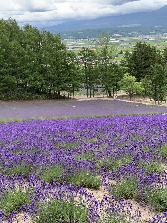 憧れの北海道旭岳に行ってきました。美味しいものをいただいて源泉かけ流し温泉に入って綺麗なお花も見てきました。