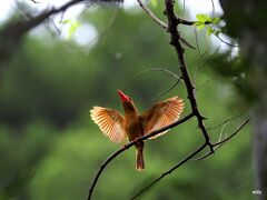 梅雨明けの沖縄へ鳥に会いに 　鳥編