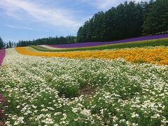 例年以上に綺麗に咲いたファーム富田。美瑛の丘を巡りながら富良野を目指すドライブ。