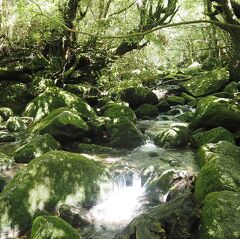 屋久島だけ晴れまくりの4日間 (3) - もののけ姫の舞台となった白谷雲水狭へ