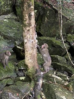 屋久島だけ晴れまくりの4日間 (4) - 島内一周して念願のヤクザルに