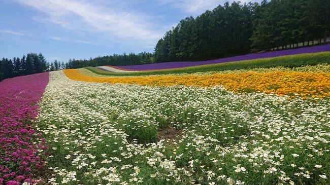 ラベンダー満開の美瑛・富良野へ総距離332ｋｍのドライブをまとめました。<br />丘陵で有名な美瑛町から上富良野町・中富良野町・富良野市へ南下する行程。<br />※観光地の位置を把握できるように地図に反映させました<br />最高気温は富良野33.4℃。札幌も32℃と真夏日でしたが天候に恵まれ最高のドライブ日和となりました。