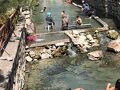 カンガル　バルクル（魚）温泉とカンガル犬