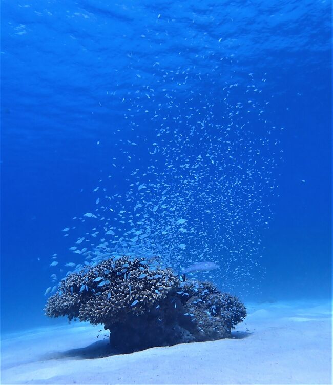 渡嘉敷島1本目は「ハナリ」というポイントです。<br />最大水深7Mという浅いところです。<br />これが慶良間ブルーです。<br />白い砂地にサンゴの根がありルリスズメダイやキンメモドキが群れを成す最高のポイントです。<br />https://youtu.be/4xVDfk5rJss