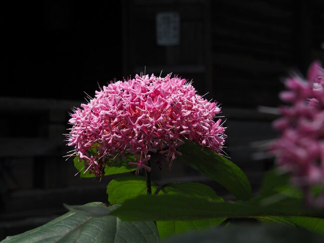 ＮＨＫの朝のニュース「おはよう日本」で、ボタンクサギの花が紹介されていました。<br />ボタンクサギ、初めて聞く名です。<br />滋賀の湖南にある長寿寺というお寺に咲いているとのこと。<br />長寿寺は、湖南三山の一つ、紅葉などでお参りしていますが、ボタンクサギの花が咲いているということで、お参りに行きました。<br />檜皮葺の本堂は国宝です。<br /><br />【写真は、ボタンクサギの花です】