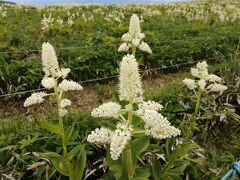 長野県民割引きで霧ヶ峰高原で白い花の群落に出会う。