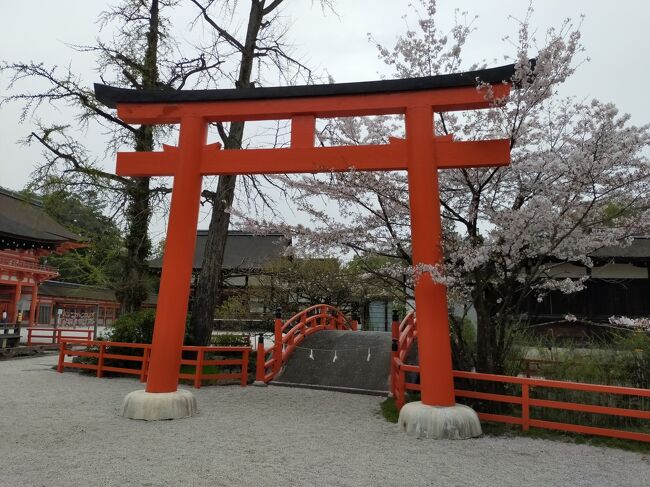 鴨川でひたすら桜を眺めながら歩きましたが、まだまだ飽きさせないのが京都の桜ですね…