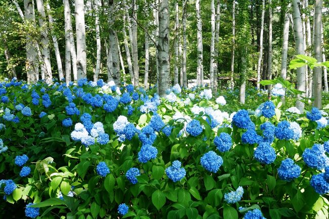 北海道も、様々なお花が咲き乱れる季節となりました。<br /><br />おととい15日は苫小牧で花菖蒲、そして今日は、札幌市内地下鉄駅すぐ隣という街中にある、木々が生い茂る「豊平公園」へアジサイを見に行ってきました。<br /><br />ここは、白樺林を取り囲むようにしてアジサイが植えられており、白樺とアジサイのコラボがなんとまあ涼やかでＧＯＯＤ！<br />さらに、我が家の大好きな、アナベルも見ごろを迎える時期とあって、３０度越えの暑さの中ですが、気持ちはすっきりと癒されてきました。<br /><br />豊平公園に向かう前に、５月初めに行った「石狩灯台」が「ハマナスの丘」とも呼ばれているということで、ハマナスの様子を見に行ってきました。<br />残念ながら、ハマナスの花はほとんど終わっていましたが、風が強いおかげで涼しくウォーキングが出来たからよしとしましょう。<br /><br />「豊平公園」のアジサイ、まだしばらくは楽しめると思うのでお近くの方はぜひ足を運んでみてください。<br />無料の公園なのに、見どころ満載の緑化公園です。