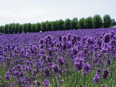 フリーきっぷだけで行く夏の道央④　ちゃっかり観光列車で富良野へラベンダー見に行く