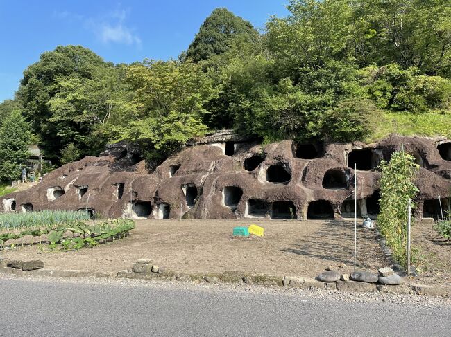 ケータイ国盗り合戦の夏の陣スポットを巡っています。<br /><br />今回の旅行は三泊四日で東北地方の太平洋側を訪問しました。<br /><br />道程は、宇都宮の長岡百穴古墳→伊豆沼・内沼サンクチュアリ→盛岡の岩手銀行赤レンガ館→八戸の種差天然芝生地→碁石海岸→仙台東照宮→福島の観音→郡山の安積国造神社となります。<br /><br />今回もドライブ旅行ですが、今回の走行距離は1600キロでした。<br /><br />１日目は宇都宮の長岡百穴古墳と宮城県の伊豆沼・内沼サンクチュアリをご紹介します。