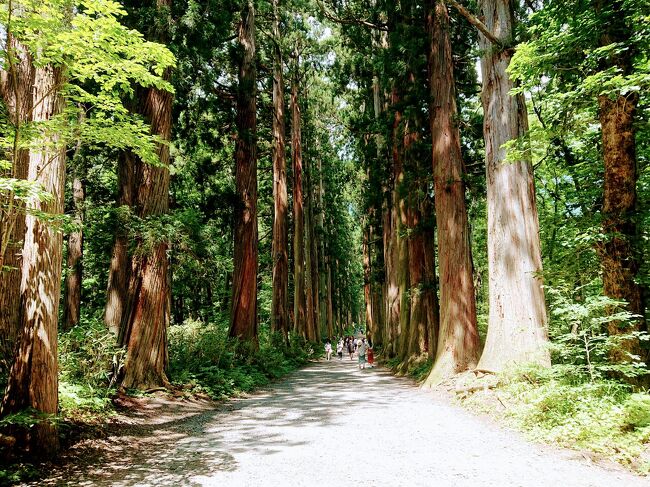 ７月22日 4連休初日<br />戸隠の鏡池から戸隠神社奥社までハイキングに行って来ました。<br />鏡のように戸隠山を映す鏡池はまぁまぁ綺麗だったのですが、山に雲がかかっていて、先週行った、白馬八方池ほどの感動はなかった。<br />ハイキングでは鏡池から戸隠神社奥社の随神門までの間は、雑木や湿原の森を抜け、そして随神門から戸隠神社奥社までは、写真のような最高の杉並木を抜けていきました。<br />途中滝や小川などでもマイナスイオンで癒されました。<br /><br />ハイキング後は、鏡池湖畔のドングリハウスで、素敵な景色をテラスで見ながら、美味しい蕎麦粉のガレットをいただき、帰りがけに戸隠五社の宝光社にお参りして帰ってきました。<br /><br />朝9時過ぎに長野駅東口の自宅を車で出発。<br />善光寺裏の七曲、戸隠バードラインを通り、戸隠に向かいます。