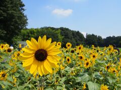 【埼玉の夏 2021】カロリー消費のために森林公園へ、カロリー摂取のために川越へ