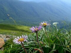 天空見上げるお花達✾早池峰山～秋田駒ケ岳