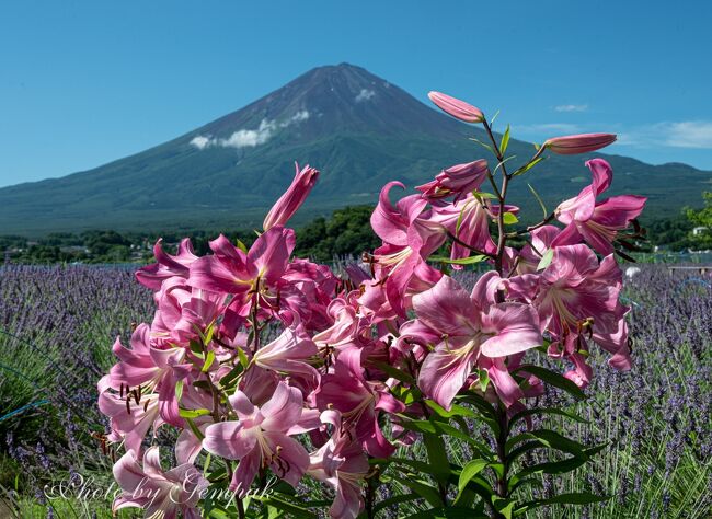 今年は昨年より梅雨明けが早いという予報を受けて、さっそく友人の山中湖ロッジへ避暑に出かけた。<br />まずは、何度も花の撮影に訪れている河口湖北岸の大石公園へ。チェックインした翌日７／１６は、ちょっと雲が多く、まだ完全な梅雨明けとはなっていないようで肝心の富士山は雲に隠れたまま。そこで、しつこく２日続きで河口湖通い。<br />初夏の大石公園は、なんといってもラベンダー目当てに訪れる人が多いが、まだ、この時期もかろうじて見られる状態だった。そのほか、あでやかなユリが大輪の花をわんさか咲かせていたり、初めて見るような花もたくさんカメラに収めてきた。