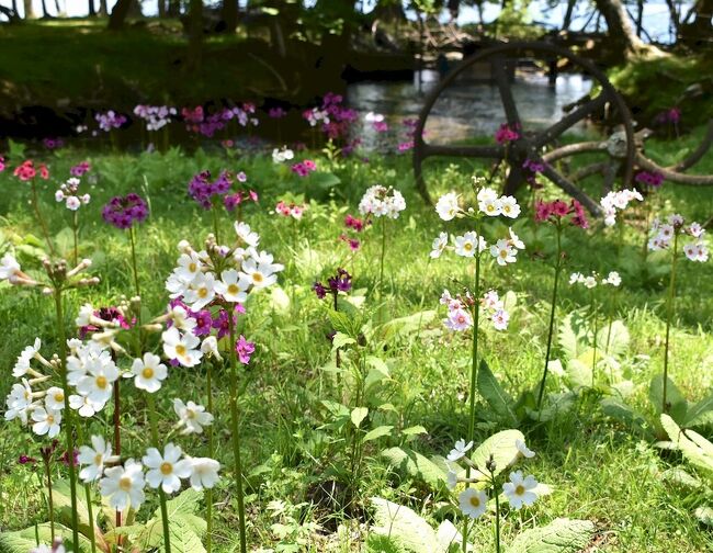 新緑・クリンソウを楽しむ 6月の中禅寺湖畔と戦場ヶ原歩き