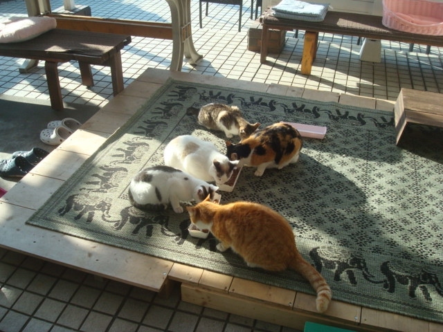 伊豆高原からバスで８～９分のところにある、ねこの博物館へ行きました。<br />宿泊は、2019年3月当時、地域猫が来る宿として一人宿泊もＯＫだったドレミの詩にお世話になりました。