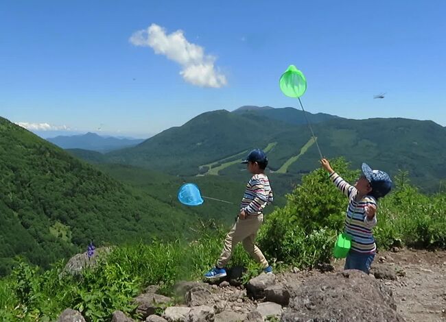 梅雨明けの快晴を期待して、孫のために密にならなく、そんなにきつくない登山を計画しました。常宿の草津温泉から浅間連峰を見ながら花高原として親しまれている湯の丸高原に車を飛ばし、そこから烏帽子岳(2066m）登頂を目指す往復約４時間の登山行程です。二人の孫（４才、６才）は、疲れを知らずに登頂し、小烏帽子岳山頂で虫取り網をもってトンボを追いかけて満足です。当地は天然記念物に指定のミヤマシロチョウが飛び交っていて、富山三蝶の保護区なので虫取りはご法度ですが、監視委員もトンボならと許してもらえました。頂上からは北アルプス、富士山、草津白根山、浅間山の山々が望め、登山路では色々な高山植物にも巡り合えて楽しい登山でした。<br /><br />［日程］<br />草津温泉（8:15)→浅間山ビューポイント→地蔵峠駐車場（9:30)→登山口→キャンプ場→小烏帽子岳(11:50)→烏帽子岳(12:20)→キャンプ場(14:15)→臼窪湿原→駐車場(14:30)→草津温泉戻り(15:30)