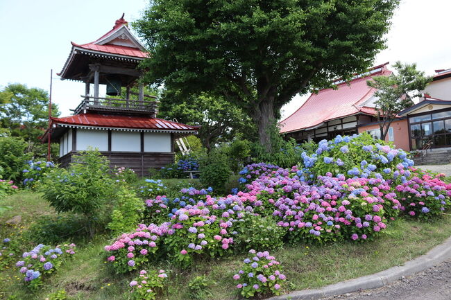 共和町にある北のアジサイ寺【明善寺】と共和町名産であるメロンを求めて行ってきました！