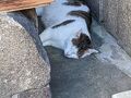ミナミ（難波・天王寺）の旅行記
