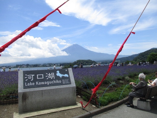 河口湖ハーブフェスティバルにラベンダーと富士山を観に行きました。