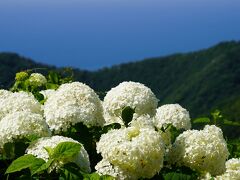 20210723-2 弥彦 ロープウェイ乗って、紫陽花観たり、景色を眺めたり、御神廟まで登ったり