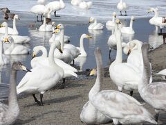 冬の北海道東部ワイルドライフ旅行 ７日目 （養老牛湯宿だいいち⇒屈斜路湖⇒弟子屈）