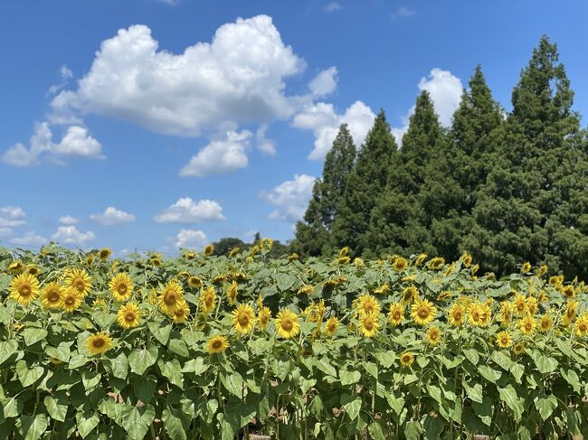 <br />7月は、誕生月。本当は、奈良旅行を計画していたのですが、このご時世、プラス、諸々の事情もあって、遠出は、控えることにしました。では、外食でも？、と言われたのですが、ひまわりが見たくて、あけぼの山農業公園に行きました。