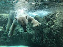 2019年　旭山動物園と上野ファーム