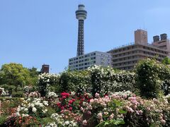 2019年　横浜でバラを堪能した１日