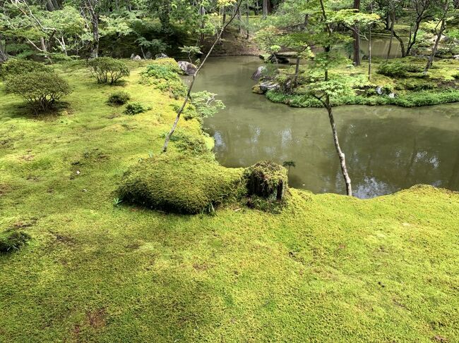 6月の京都です。<br />京都の寺院はまだまだ参観していないところも多く、時間のあるときに、感染予防をしながら、回ってみることにしました。<br />西芳寺は苔寺で有名ですが、あの緑の苔一面の風景は息を飲みました。<br />参観者も少なく、静かな庭園を心行くまで堪能できました。<br />予約をして参観できますが、まず、写経を行い、心を静めます。<br />それも、初めての体験で、大変心に残りました。<br />梅雨の時期が一番美しいと聞いていたとおり、あの緑一面の情景は忘れることができません。<br />まるで時が止まったような感覚になりました。<br />緑のエネルギーを足元からもらったような気持ちです。<br />四季それぞれの美しさがあるとのことです。寒い時期にも行ってみたくなりました。
