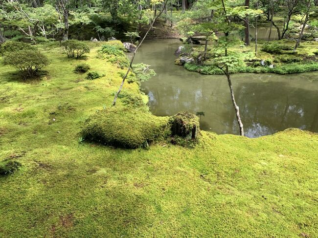 ６月の京都です。<br />京都の寺院はまだまだ参観していないところも多く、時間のあるときに、感染予防をしながら、回ってみることにしました。<br />西芳寺は苔寺で有名ですが、あの緑の苔一面の風景は息を飲みました。<br />参観者も少なく、静かな庭園を心行くまで堪能できました。<br />予約をして参観できますが、まず、写経を行い、心を静めます。<br />それも、初めての体験で、大変心に残りました。<br />梅雨の時期が一番美しいと聞いていたとおり、あの緑一面の情景は忘れることができません。<br />まるで時が止まったような感覚になりました。<br />緑のエネルギーを足元からもらったような気持ちです。<br />四季それぞれの美しさがあるとのことです。寒い時期にも行ってみたくなりました。