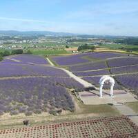 北竜町ひまわりの里・上富良野町日の出公園