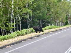 カムイワッカ滝トレッキング中にヒグマと遭遇!