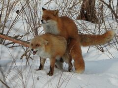 冬の北海道東部ワイルドライフ旅行 ８日目 （弟子屈）