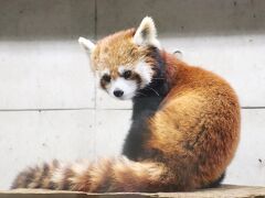 今回も赤ちゃん目当て７月連休の埼玉こども動物自然公園（北園）キリン赤ちゃん公開～プーズーのアオイちゃん＆レッサーパンダはみやびちゃんとリュウ