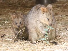 今回も赤ちゃん目当て７月連休の埼玉こども動物自然公園（東園）コアラのコタロウくん哀悼～クオッカ・カンガルー・ワラビー・ナマケモノの赤ちゃん