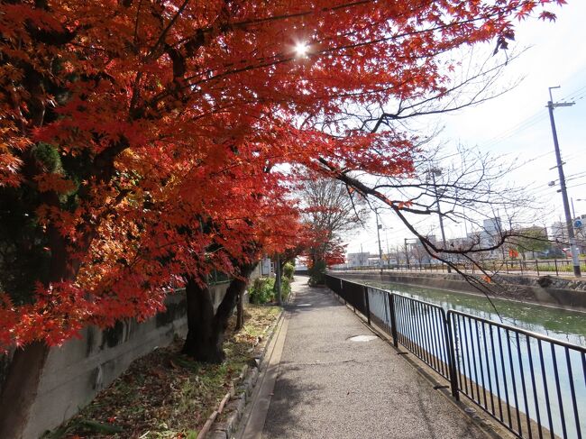 2020年12月10日(木)12時前、琵琶湖疏水の鴨川運河を九条通からさらに南に進む。ここで再び左岸の遊歩道を歩く。赤い紅葉の下でいい感じ(下の写真1)。150mほど進むと御所之内橋。橋の名は地名からで、1991年の竣工。<br /><br />さらに200mほどで中央橋で名前の由来は不明。こちらは1978年竣工でそれよりは少し古い。この辺りから鴨川の向こう(西側)に屋上に庭のある建物が見えるので、後で調べたら老人ホームの故郷の家・京都だった。2009年に竣工したもの。奥の11階建ての白い横長のビルは1978年に建てられたUR松ノ木町団地の3号棟(下の写真2)。220戸もあるんだ。すごいね。<br /><br />中央橋から100mほど先に松風橋が架かるが、そのすぐ北側で三ノ橋川が運河の下を潜っている。稲荷山を基点に、東福寺の境内などを経由し、運河を潜って鴨川に流れ込んでいる。東福寺境内に偃月橋・通天橋・臥雲橋の三橋が架けられていることから名付けられたようだ。<br /><br />松風橋は歯科医院・歯科技工所向けに歯科器材の製造販売をしている株式会社松風本社へ入る専用の橋。1922年(大正11年)にこの場所で創業した。歯科専業では業界初・業界唯一の東証一部上場だそうだが、全然知らなかった。この橋は1985年に架けられたもの。松風橋の真ん前には鴨川東インターチェンジの師団街道出入口があり(下の写真3)、地下トンネルで稲荷山トンネルとのみ繋がっている。<br /><br />松風橋のすぐ南には三之橋。1928年(昭和3年)に架橋された古い三角橋。さらにそのすぐ南に鴨川放水扉がある。鴨川運河の流れを遮断し、上流、下流それぞれを鴨川に繋ぐことが出来るようになっている。この辺りから鴨川は南西に流れを変え、鴨川運河は南東に向かってから南下するため、川と運河の距離は開いていく。放水扉の200mほど南に1919年(大正8年)に竣工した上高松橋があるが、ここから少し運河を離れ、西に150mほど歩いて鴨川に出る。<br /><br />鴨川河川敷にあるわかくさ児童公園の上から鴨が泳ぐ鴨川が見下ろせるが、少し上流の向かい側に水門が見える。これが鴨川の西側に鴨川運河以前に掘られた運河、高瀬川の終点。かつてこの運河は鴨川を東岸に越えて東(新)高瀬川として続いており、1938年までは鴨川に杭を打って船の通行を可能とし、高瀬川と鴨川の平面交差を行っていた。場所は、現在の水門より約300m上流地点で、あの石川五右衛門が釜ゆでになった三条河原からその釜が流れ着いたところで釜ヶ淵と呼ばれていた。<br /><br />現在は鴨川の水位がその当時より約2m低くなっており、東高瀬川への流入口はない。わかくさ児童公園の南側の道沿いに東高瀬川の起点があり、コンクリート窪みの真ん中に細い水路が切られ、北側のトンネルから水が流れるようになっているが、水はなく、このトンネルもどこから来ているのか不明(下の写真1)。なお、東高瀬川は鴨川左岸の少し離れたところを並走、そのまま南に流れ、三栖(みす)閘門(こうもん)のすぐ西で宇治川に繋がる。<br /><br />東高瀬川に沿って南に進むと十条通にぶつかる。吉祥院天満宮の近く、西大路十条からここの少し東で奈良街道(伏見街道)に突き当たるまでの約3㎞を東西に結ぶ道路で、平安京の大路小路とは関係のない、1904年(明治37年)に九条通の南に作られた歴史が浅い通り。旧名の鳥羽通とも呼ばれる。<br /><br />十条通の南には並行して第二京阪道路が走り、鴨川東インターチェンジとなり稲荷山トンネルに続いている。もともとは阪神高速8号京都線として2008年に供用開始された道路。2019年に阪神高速8号京都線が南で接続している第二京阪道路に移管されたが、稲荷山トンネルは無料開放され一般道路となった。<br /><br />稲荷山トンネルは稲荷山を潜って山科まで通じる全長約2.5㎞のトンネル。第二京阪道路に直結しているが、鴨川東インターチェンジで出入りすることが出来る。鴨川東ICから第二京阪道路は出入りできない。師団街道出入口の他、十条通からも出入りできる(下の写真5)。<br /><br />十条通を東に歩いて鴨川運河に戻ると高松橋。上高松橋もそうだが、橋の名前は町の名前から来ている。現在の橋は2014年に架け替えられたものだが、それ以前は1922年(大正11年)に架けられた橋だった。旧高松橋の親柱や欄干は橋の東詰南側の高松橋ひろばに残されている(下の写真6)。<br /><br />このひろばに小さな煉瓦のステージが造られているが、岸和田煉瓦を使っている。1893年(明治26年)創業の岸和田煉瓦社のもので、品質が良いことで知られ、琵琶湖疏水の管理用通路や軍隊の施設、国の重要な建設物などに使用されていた。創業者がクリスチャンで、十字架をモチーフにした「ｘ」印の社章が刻印されている(下の写真7)。<br /><br />十条通のさらに東には京阪本線の踏切があり、北側に鳥羽街道駅。1910年(明治43年)の京阪本線開業と同時に設置された駅で、相対式2面2線のホームを持つ地平駅。駅舎は出町柳方面行ホーム淀屋橋寄りのみで、淀屋橋方面行ホームへは地下道で渡る。東側にJR奈良線が並行して通っているが駅はない(下の写真8)。<br /><br />1日の乗降車人員は3000人余りで、京阪本線内の駅で最も利用者が少ない。鳥羽街道とは旧千本通のことで、ここから約2.6㎞西になるが、開業前に十条通が整備され、当時京阪間の主要道であった鳥羽街道最寄り駅として命名された。ただし、開通時には十条通の鴨川を渡る陶化橋は架けられていなかった。<br /><br />十条通で東山区から伏見区に入る。高松橋から南東すぐで、京阪本線は福稲橋梁で鴨川運河を越える(下の写真9)。さらに南に進むと1924年(大正13年)竣工の相深橋、1923年(大正12年)竣工の横縄橋と続く。共に地名から付けられている。2つとも三角橋で、横縄橋の運河中央部の橋桁には京都市旧水道局章のマークであった六芒星が刻まれている。<br />https://www.facebook.com/media/set/?set=a.6061499760586664&amp;type=1&amp;l=223fe1adec<br /><br /><br />横縄橋を過ぎると運河左岸の道はJR奈良線の横縄踏切に続き(下の写真10)、なくなるので橋を渡って右岸に渡る。その先に赤い欄干の橋が見えてくるが、続く