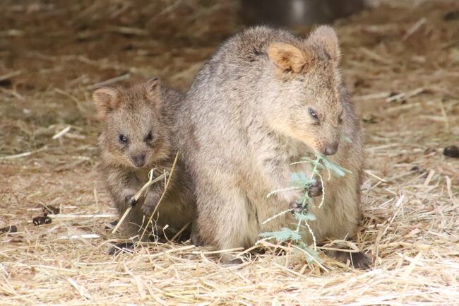 今回も赤ちゃん目当て7月連休の埼玉こども動物自然公園 東園 コアラのコタロウくん哀悼 クオッカ カンガルー ワラビー ナマケモノの赤ちゃん 東松山 埼玉県 の旅行記 ブログ By まみさん フォートラベル 今回も赤ちゃん目当て7月連休の埼玉こども動物自然公園 東園 コアラのコタロウくん哀悼 クオッカ カンガルー ワラビー ナマケモノの赤ちゃん 東松山 埼玉県 の旅行記 ブログ By まみさん フォートラベル