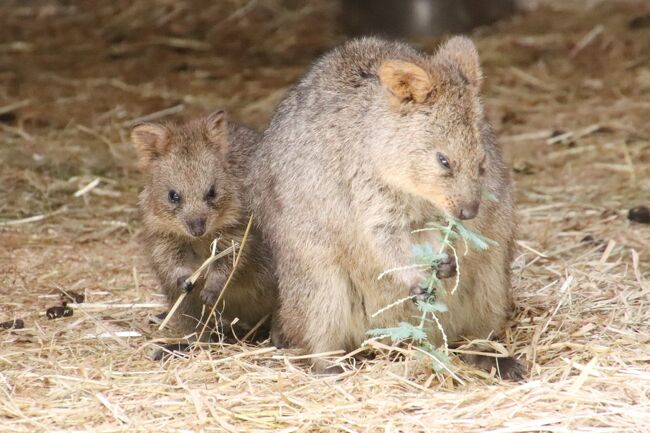 動物の赤ちゃんラッシュといえば春ですが、夏になっても赤ちゃんラッシュは続きます！<br />初夏くらいに生まれた赤ちゃんは、７月ならまたまだ赤ちゃんです。<br />それに春生まれの赤ちゃんが、すぐに公開開始となるとは限らず、やっと今の時期にやっと会えるチャンスが増える子もいます。<br />今回は、クオッカのリコちゃんの赤ちゃんがそうでした！<br />また、ベネットアカクウビワラビーやカンガルーの赤ちゃんも、やっと顔を出し始めた頃なので、これからがだんだん会える確率が高くなるわけです。<br /><br />今回、埼玉こども動物自然公園でぜひ会いたいし、写真に撮りたいと思っていた赤ちゃんたちは、ほぼ制覇できまた！<br />前編の旅行記にまとめた中央エリアと北園では、キリンのステップちゃんの赤ちゃん、プーズーの今年2021年２頭目のアオイちゃん。<br />それから会えたのは初めてではないけれど、すくすく成長している姿が見られたワオキツネザルの赤ちゃんと水玉パンツ模様が可愛い双子の子ヤギと、グンディの三つ子ちゃんたち。<br /><br />前編の旅行記はこちら。<br />「今回も赤ちゃん目当て７月連休の埼玉こども動物自然公園（北園）キリン赤ちゃん公開～プーズーのアオイちゃん＆レッサーパンダはみやびちゃんとリュウ」<br />https://4travel.jp/travelogue/11703778<br /><br />そして後編のこの旅行記にまとめた東園では、フタユビナマケモノのノンちゃんの赤ちゃんとカンガルーの赤ちゃんは、うまく写真は撮れなかったと思ったら、ぎりぎり取れていました。<br />クオッカのリコちゃんの赤ちゃんとベネットアカクビワラビーのネムちゃんの赤ちゃんは、ばっちり！<br /><br />赤ちゃん以外では、前編にまとめた北園では、レッサーパンダは当然室内展示のみでしたが、強いて言えばとりわけひいきにしているみやびちゃんとリュウくんに会えました。<br />そしてコアラも、コタロウくんを除いて、おとなしめでしたが全員起きているところに会えたのは久しぶりでした。<br /><br />というわけで、ご機嫌で帰宅したら、まさかコタロウくんが本日、天国に召されていたとは。<br />本日、コタロウくんの部屋の窓ガラスは閉まっていましたが、ピリーくんの部屋の窓も全開ではなく半分閉まっていたので、暑すぎないようにってことかと思っていました。<br />今日は会えなかったけれど、また元気な姿が見られるかと思っていました。<br />コタロウくんはあと４日で10才の誕生日を迎えるところでした。<br />残念です、コタロウくん。でも、いままで可愛い姿をたくさん見せてくれてありがとう。やすらかに、コタロウくん。<br />天国で、大好きなドリーちゃんや、先に逝ってしまった娘のニーナちゃん、孫のニシチくんと一緒に、地上で暮らすコアラたちを見守っていてね。<br /><br />＜地元でゆっくりするつもりだった2021年７月の棚ぼた４連休に再訪した猛暑の埼玉こども動物自然公園の旅行記のシリーズ構成＞<br />□（北園）キリン赤ちゃん公開～プーズーのアオイちゃん＆レッサーパンダはみやびちゃんとリュウ<br />■（東園）コアラのコタロウくん哀悼～クオッカ・カンガルー・ワラビー・ナマケモノの赤ちゃん<br /><br />埼玉こども動物自然公園の公式サイト<br />http://www.parks.or.jp/sczoo/<br /><br />＜タイムメモ＞<br />09:05　車で家を出る<br />09:45　第２駐車場に到着<br />（物見山登山口から渋滞）<br />09:50　年パスで埼玉こども動物自然公園に入園（開園09:30）<br />09:55-10:10　キリン<br />（ステップちゃんの子ども公開中）<br />10:10-10:15　ポニーとメンフクロウ<br />10:20　カメ吉<br />10:30-12:20　コアラ舎★<br />（10:40～古いユーカリ撤去し始め）<br />（時々ナマケモノとシマオイワワラビー）<br />（コアラはほぼ全員目覚めたがおとなしめ）<br />（この日にコタロウくんが死亡）<br />12:25-12:30　カンガルー★<br />12:30-12:55　クオッカ★<br />（リコちゃんと赤ちゃん）<br />（土日のクオッカ公開は10:00～13:00）<br />12:55-13:00　ガマグチヨタカ・ワライカワセミ★<br />13:00-13:05　カンガルー★<br />（エデュケーションハウスから）<br />13:10-13:45　持参のパンでランチ休憩<br />13:45-13:55　コアラ舎★<br />（ジンベランちゃんが下に降りていた）<br />14:05-14:25　カピバラ・ワラビー広場★<br />14:25-14:35　休憩<br />14:35-14:55　コバトンロード～シカとカモシカの谷<br />15:10-15:25　キツネザル舎<br />15:30　フラミンゴコーナー<br />15:40-15:50　コツメカワウソ（男子４匹）<br />15:50-15:55　ぴょんぴょん村<br />15:55-16:05　なかよしコーナー<br />16:10　マヌルネコ<br />16:10-16:15　レッサーパンダ<br />（室内展示のみ・みやびちゃん）<br />16:15-16:25　エコハウチュー<br />16:25-16:35　プーズー<br />（サクラ・ママとアオイちゃん）<br />16:40-16:55　レッサーパンダ<br />（みやびちゃんからリュウくんに交代）<br />17:00すぎ　動物公園を出る（閉園17:00）<br />17:20　駐車場を出発する<br />17:55-21:00　蔵の湯 鶴ヶ島<br />21:15頃　帰宅<br /><br />※これまでの動物旅行記の目次を作成済。随時更新中。<br />「動物／動物園と水族館の旅行記～レッサーパンダ大好き～　目次」<br />http://4travel.jp/travelogue/10744070<br /><br />※そのうち、これまでの埼玉こども動物自然公園の旅行記のURL集は、前編に当たる「今回も赤ちゃん目当て７月連休の埼玉こども動物自然公園（北園）キリン赤ちゃん公開～プーズーのアオイちゃん＆レッサーパンダはみやびちゃんとリュウ」の末尾にまとめました。<br />https://4travel.jp/travelogue/11703778