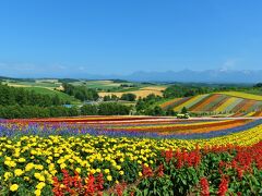 夏休み！北海道旅行～星野リゾートに泊まって雲海、花畑、旭山動物園を巡る