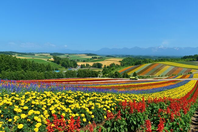 今年の夏は中1の娘と二人で北海道に行きました。<br />たまたま見かけたトマムの雲海の写真がとても幻想的で、すっかり心を奪われてしまいました。<br />雲海は6月から9月にかけて見られますが、見られる確率は40％と低いのが心配でしたが、運よくとてもきれいな雲海を見ることができました。<br />トマムに2泊したあとは、富良野、美瑛のきれいな景色を見ながらドライブし、旭川で1泊、最後に旭山動物園を見て帰るという旅程でした。<br />たまに近所のスーパーまで運転する程度のほぼペーパードライバーですが、無事に500キロ走破しました。<br /><br />&lt;日程&gt;<br />7/24　羽田から星野リゾートトマムへ。プール、ツリーイングなど。<br />7/25　ホテル滞在。雲海観光、ラフティングなど。<br />7/26　トマムから富良野、美瑛を通って旭川の星野リゾートOMO7へ<br />(経由地）<br />ファーム富田～青い池～しら髭の滝～十勝岳望岳台～四季彩の丘～ジェットコースターの道～マイルドセブンの丘～パッチワークの路～セブンスターの木<br />7/27　旭川から車で新千歳に戻り、羽田へ<br />(経由地）<br />旭山動物園～ぜるぶの丘～ケンとメリーの木～北西の丘展望公園<br /><br /><br />